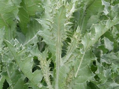 Green leafy scotch thistle plant with spiky edges and serrated leaves.