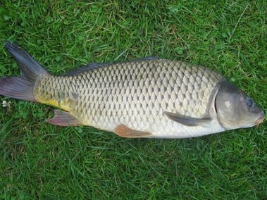 An adult common carp fish