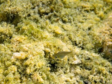A western mosquitofish swimming near algae