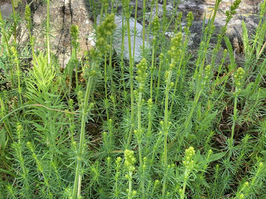 Tall green yellow bedstraw with thin stems and small buds, surrounded by grass and rocks in a natural setting.