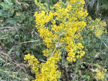 Bright yellow bedstraw flowers on a slender green stem surrounded by lush greenery.