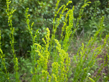 Bright green yellow bedstraw with delicate stems and buds in a lush forest setting.