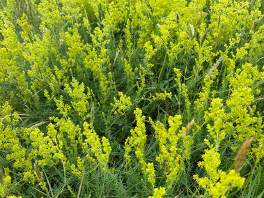 Yellow bedstraw blooming in a grassy field.