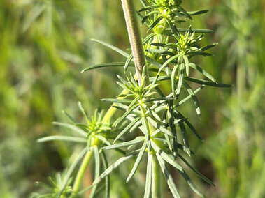Thin green yellow bedstraw stem with small needle-like leaves in bright sunlight.