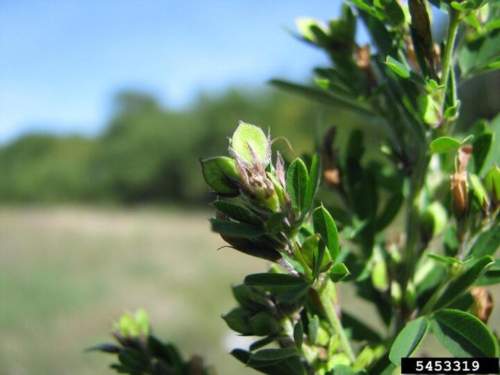 A closeup of sericea lespedeza (Lespedeza cuneata).