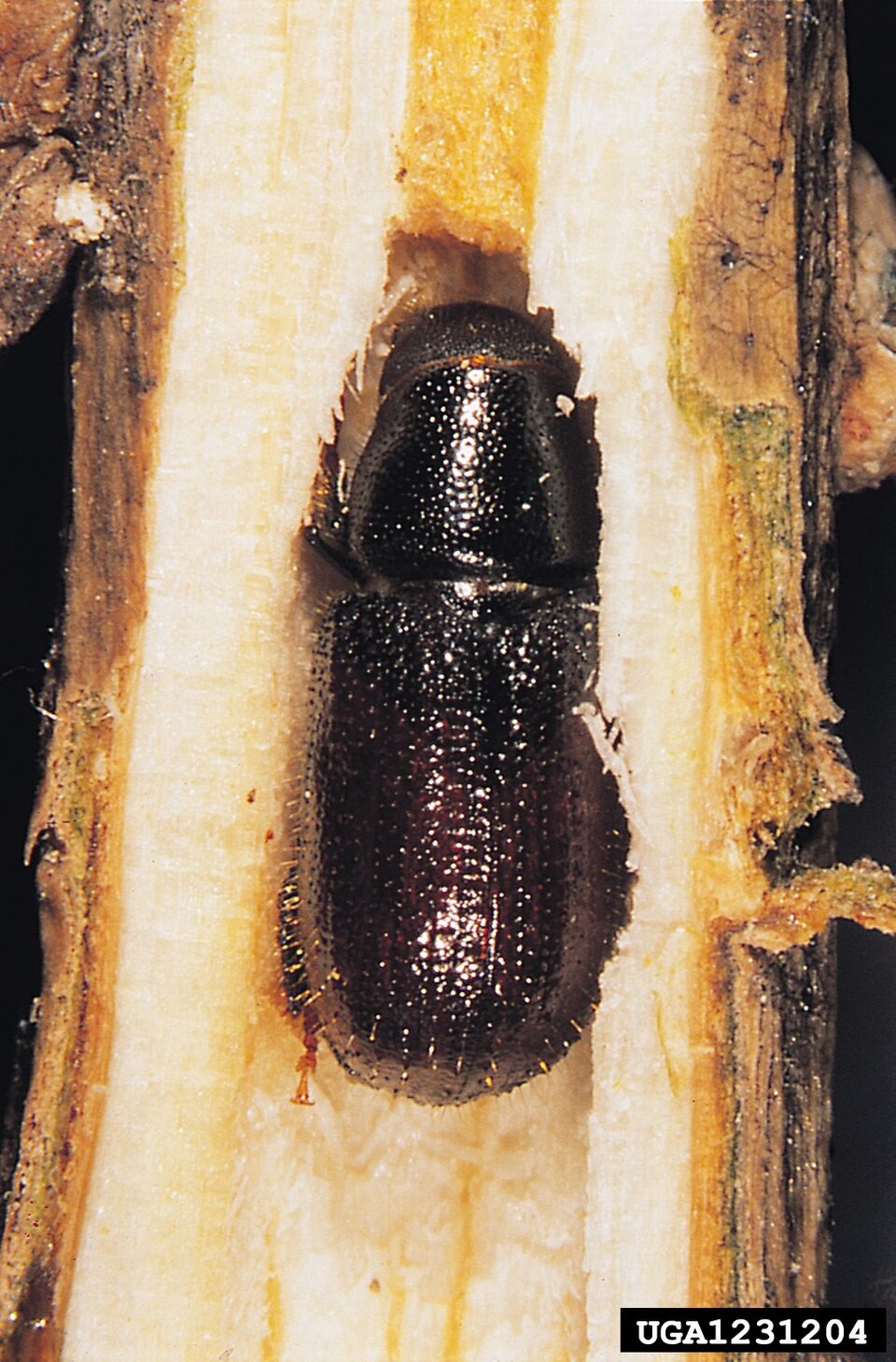 Pine shoot beetle crawling inside a tree tunnel on a wooden surface.