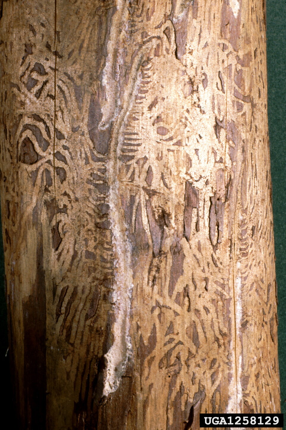 Bark with intricate beetle galleries carved into the wood surface.
