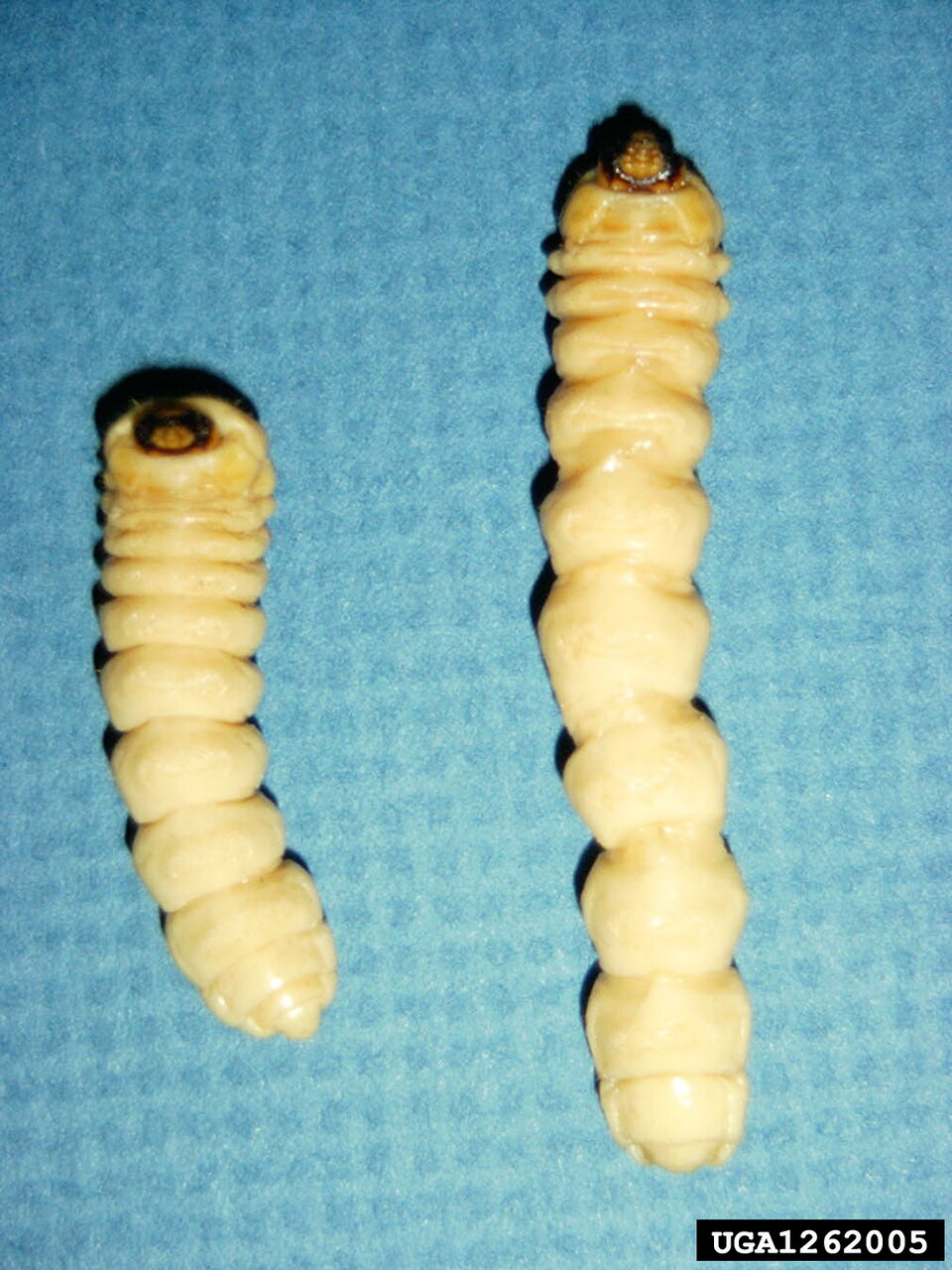 Two beige larvae on a textured blue background, one smaller and one larger.