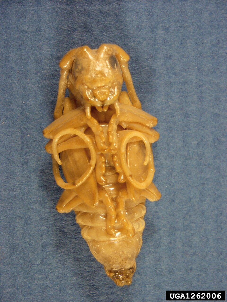 Pupa  with visible mandibles and developing body, set against a blue background.
