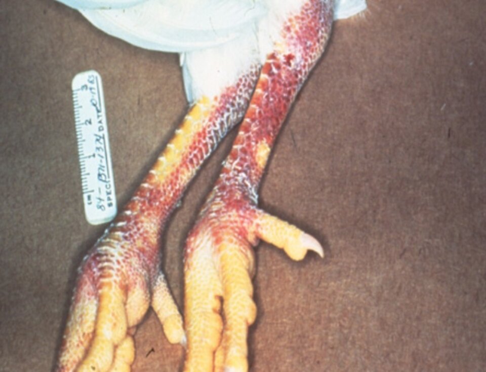 Discolored legs of avian influenza infected poultry. 