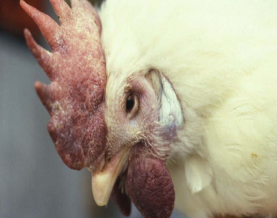 White chicken with swollen comb and wattles, close-up profile view.