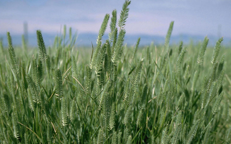 Crested Wheatgrass Invasive Species Program Nebraska