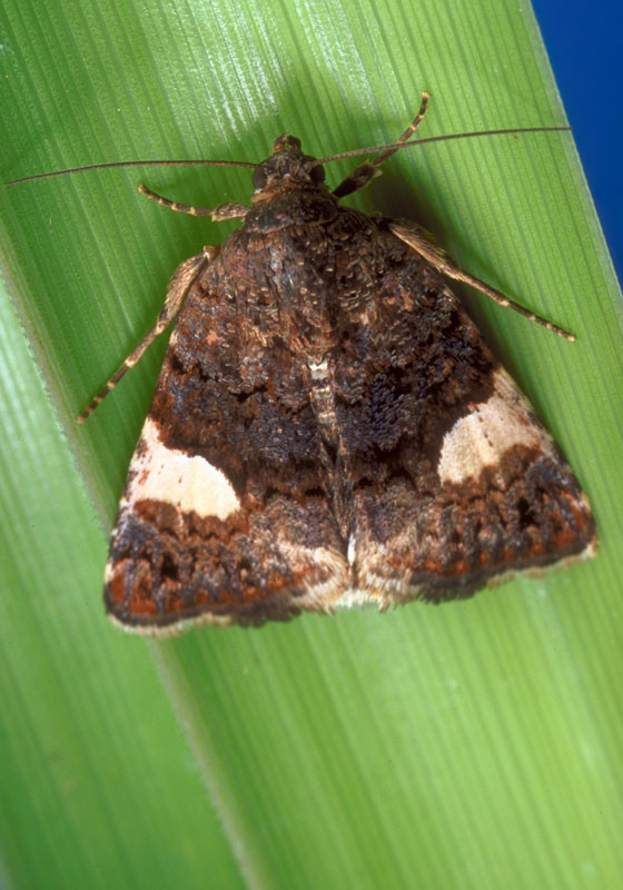 Field bindweed moth