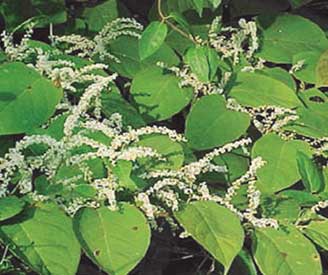 Image of Giant knotweed along a riverbank
