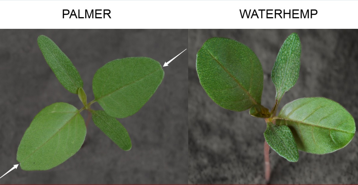 Palmer has long, linear cotyledons and a small notch (with a hair) at the leaf tip