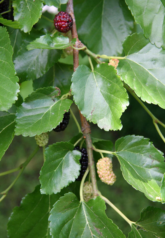 White Mulberry | Invasive Species Program | Nebraska