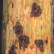 Thousand Cankers Disease of Walnut Trees