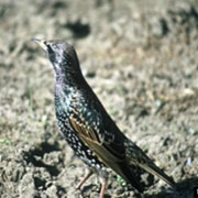 European Starling