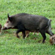 Feral Hog