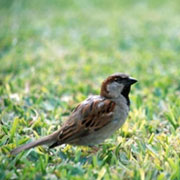 House Sparrow